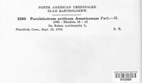Pucciniastrum americanum image